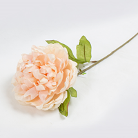 Paeonia Art. Frost - Rosa 60cm