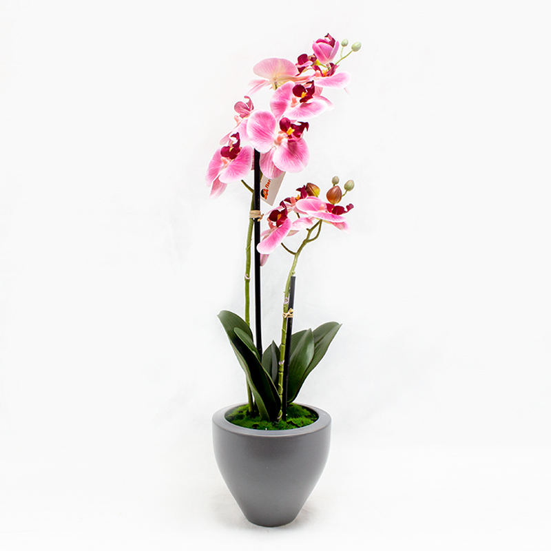 Phalaenopsis 2H. 57cm Rosa