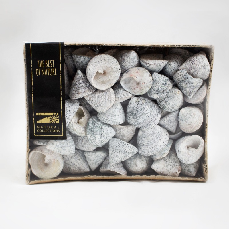 Conchas Trochus 880gr