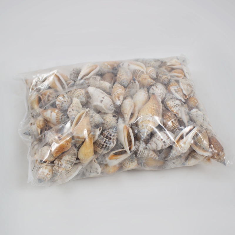 Conchas Strombus 1 Kg