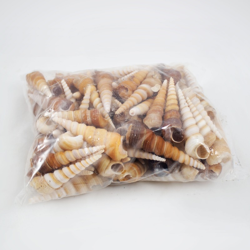 Conchas Terebra 1 Kg