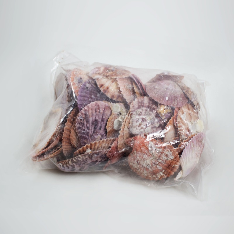 Conchas Pectin Nobilis 1 Kg