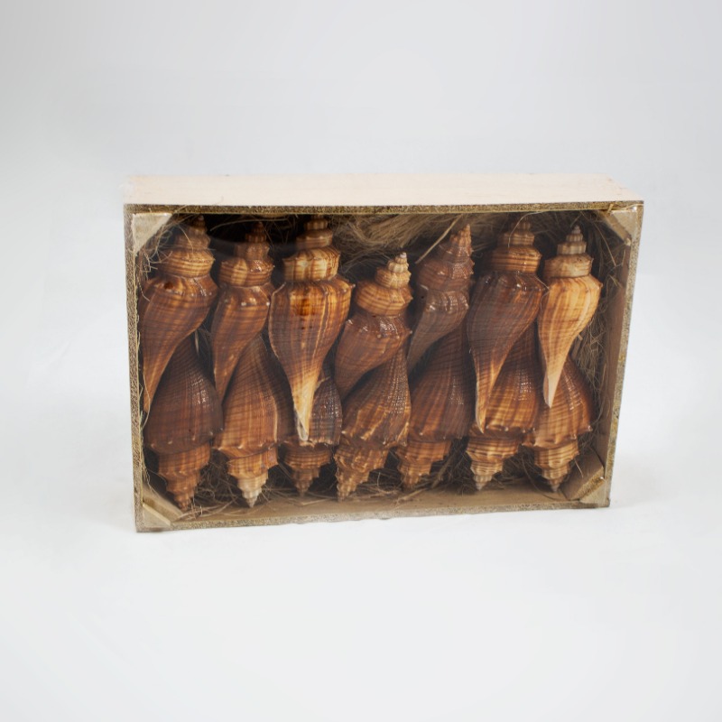 Conchas Ternatanus 14 Un.