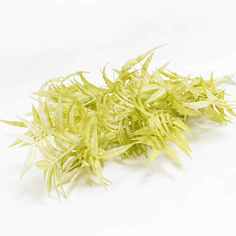 Ramo Jacaranda - Verde 75cm