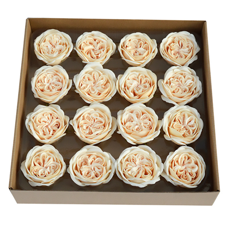 Rosa Austen de Sabão ( 16 Un ) Champanhe