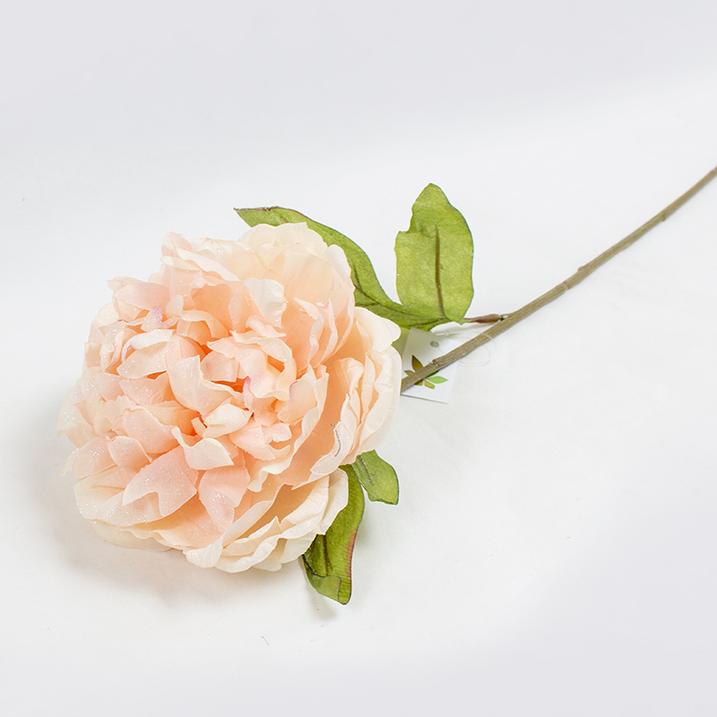 Paeonia Art. Frost - Rosa 60cm