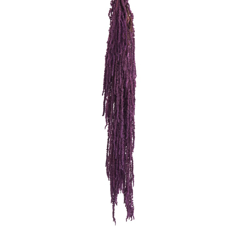 Amaranthus Preservados Bordeaux