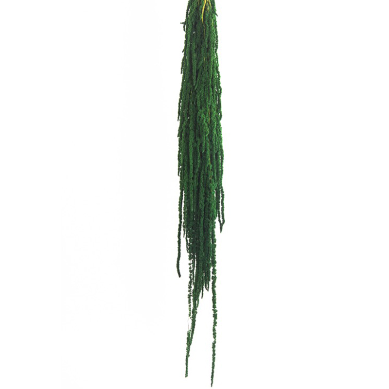 Amaranthus Preservados Verde Escuro
