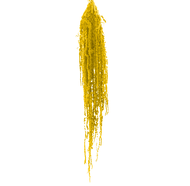 Amaranthus Preservados Amarelo