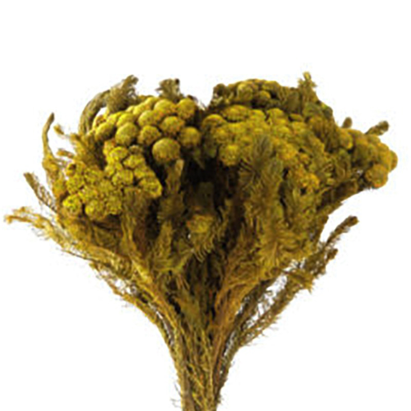Brunia Albiflora Preservada
