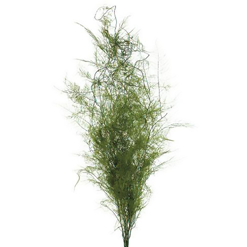 Espargo Springerie Preservado