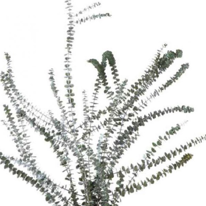 Eucalipto Baby Blue Preservado