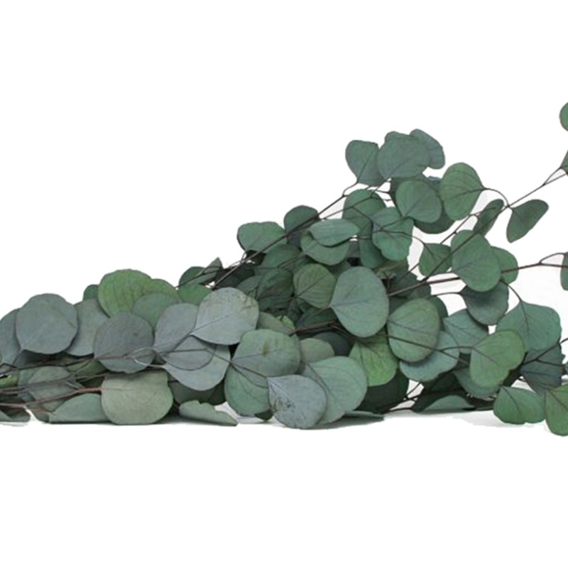 Eucalipto Populos Preservado