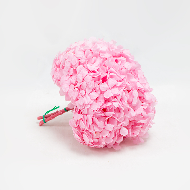 Hortense preservada Rosa