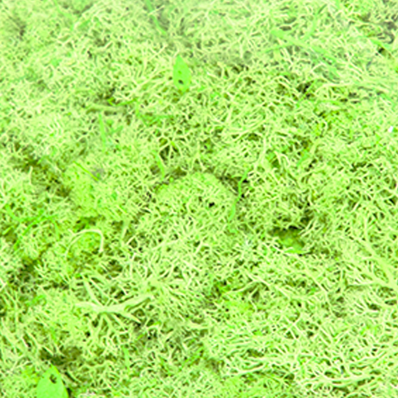 Musgo Finland Preservado 500 gr Verde Claro