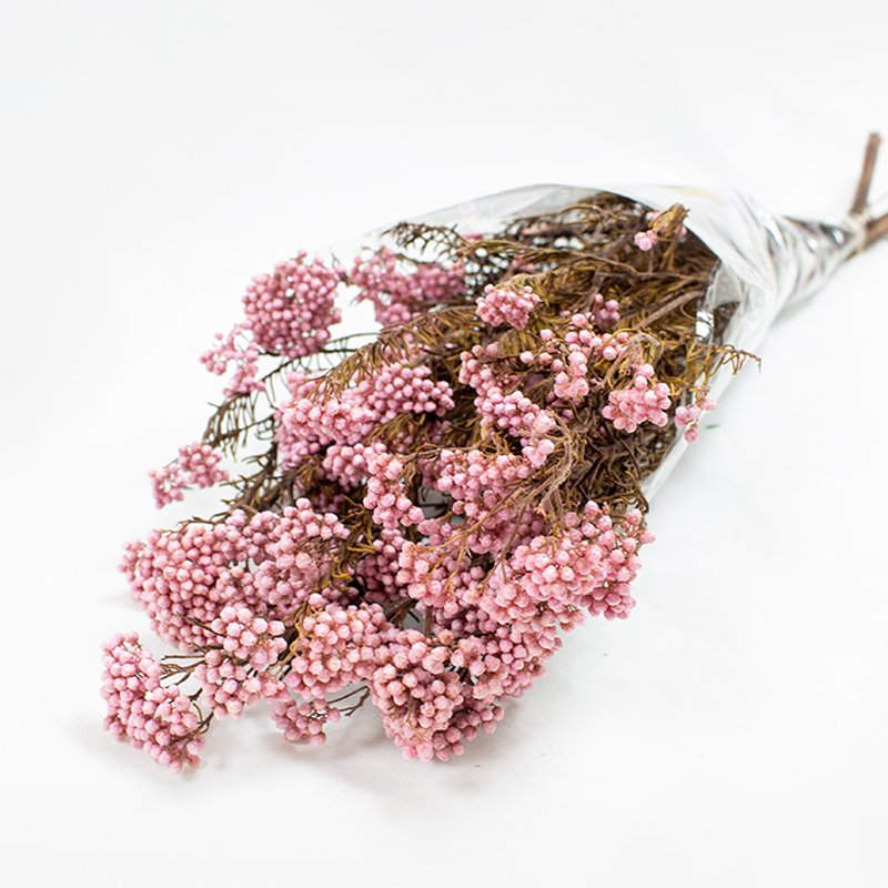 Rice Flower Pres. 60cm - Rosa