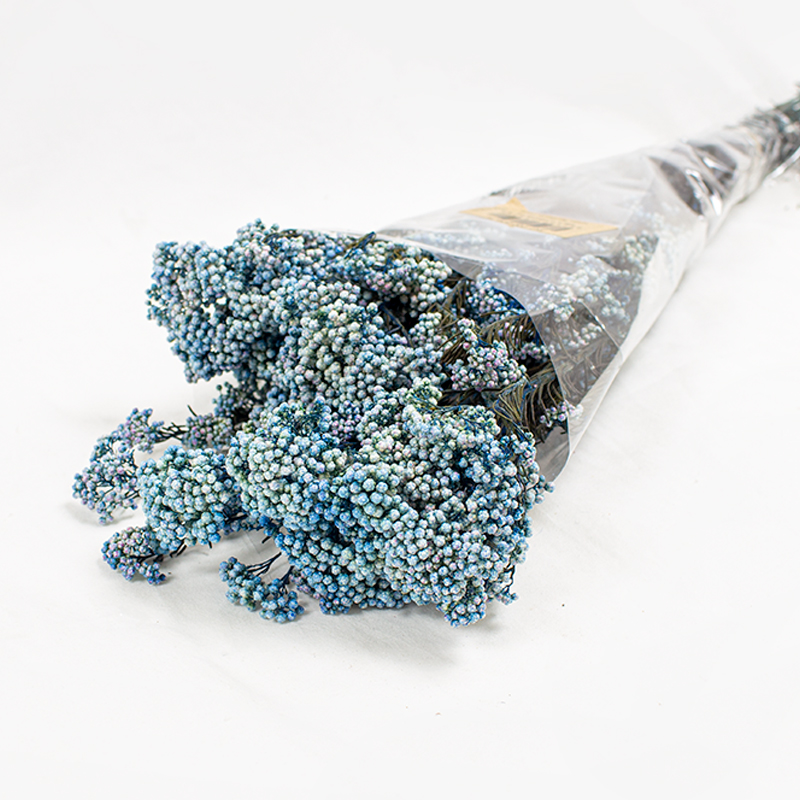 Rice Flower Pres. 60cm - Azul