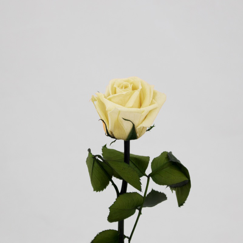 Rosa Preservada 30Cm Amarela