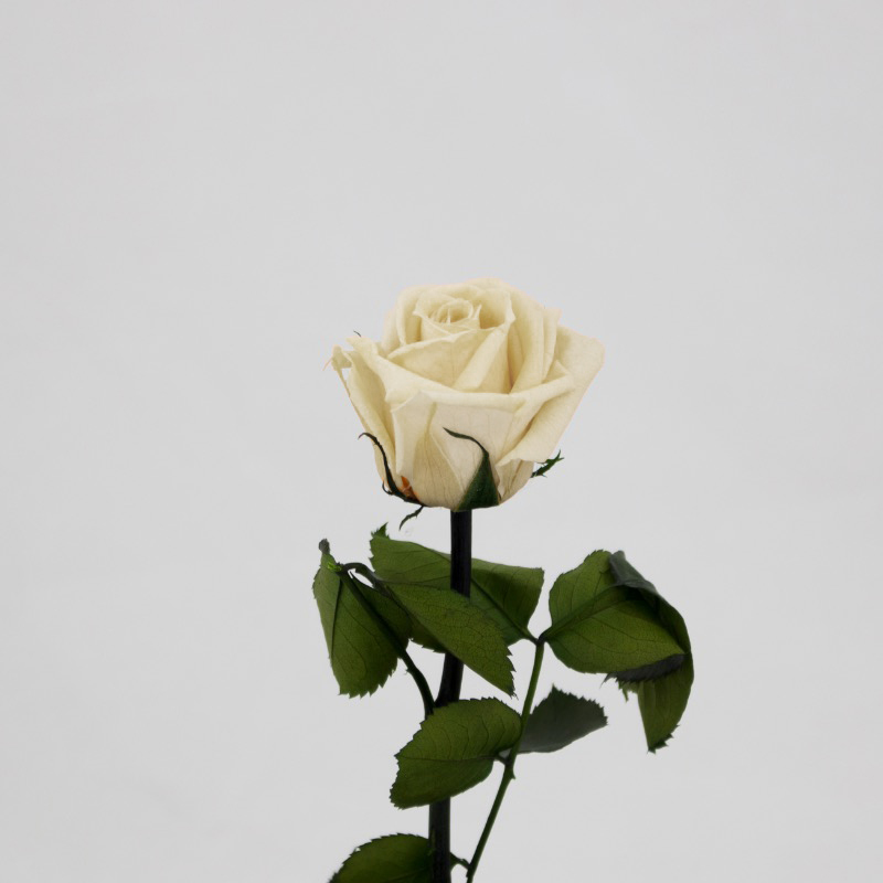 Rosa Preservada 30Cm Créme
