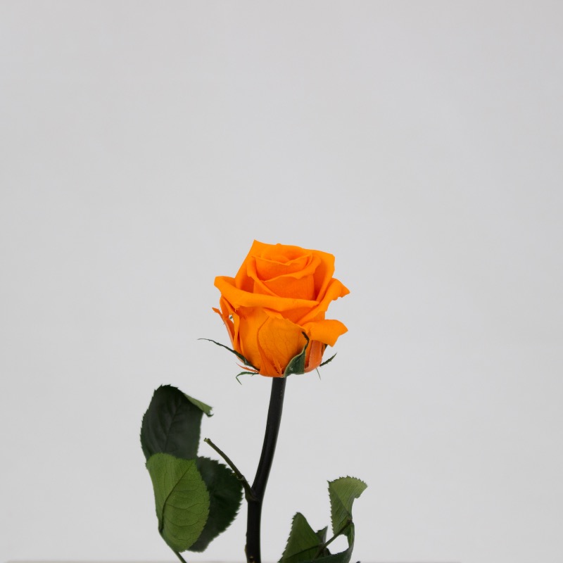 Rosa Preservada 30Cm Laranja