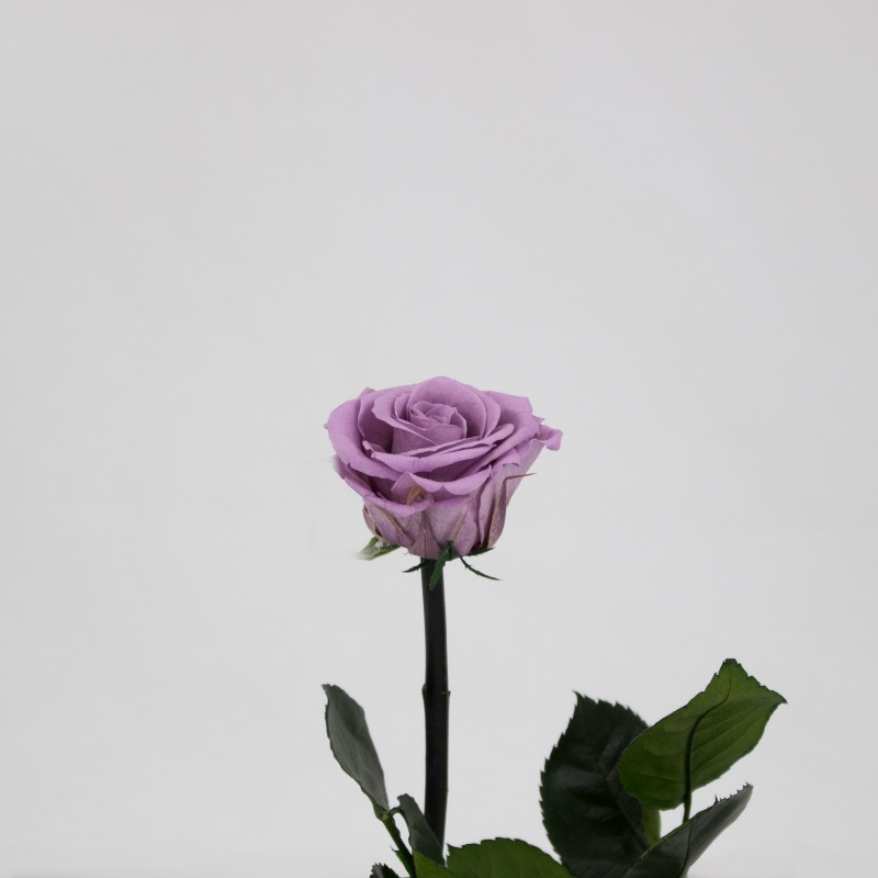 Rosa Preservada 30Cm Lilás