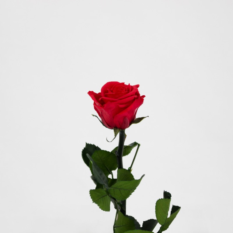 Rosa Preservada 30Cm Vermelha