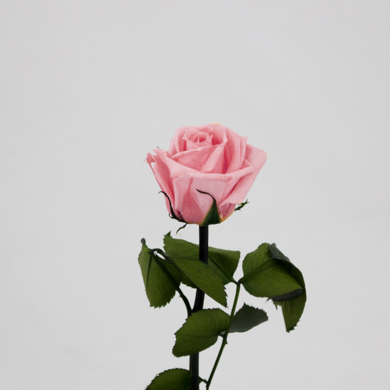 Rosa Preservada 30Cm Rosa