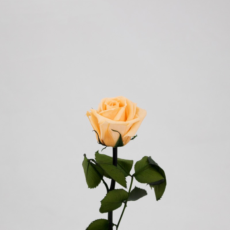 Rosa Preservada 30Cm Salmão