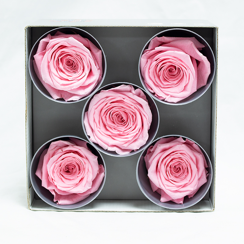Rosa Preservada 5 Un. Rosa claro