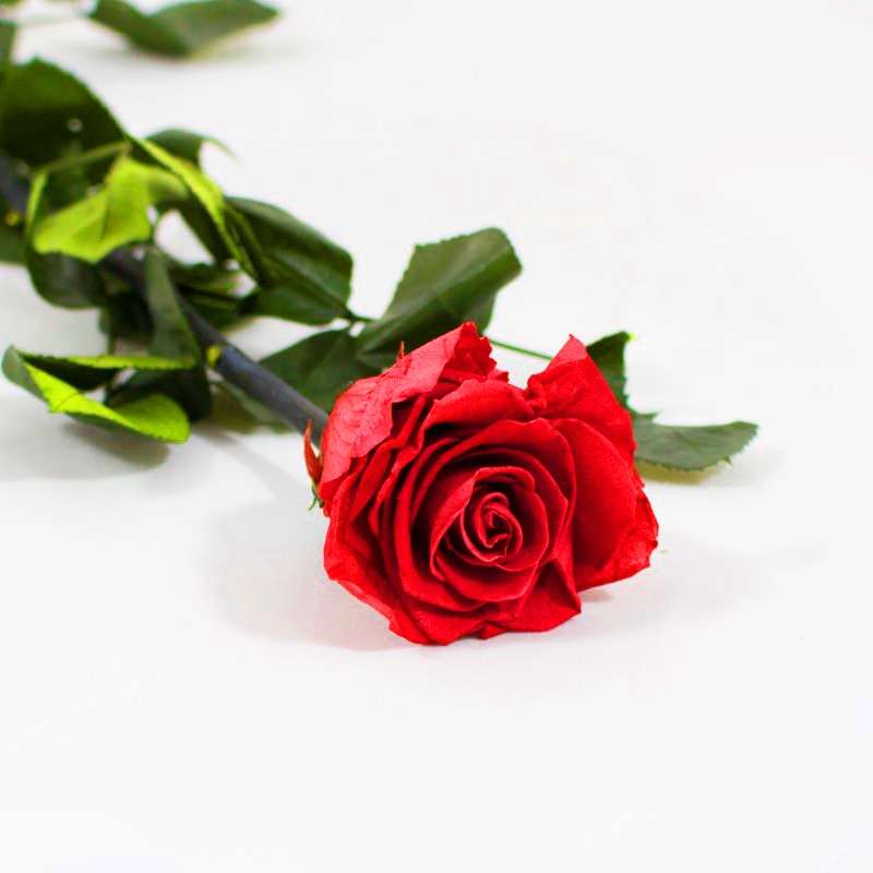 Rosa Preservada  50 Cm Vermelho