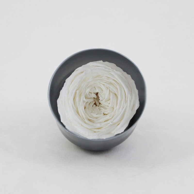 Rosa Pres. Ranunculada 6 Un. Branca