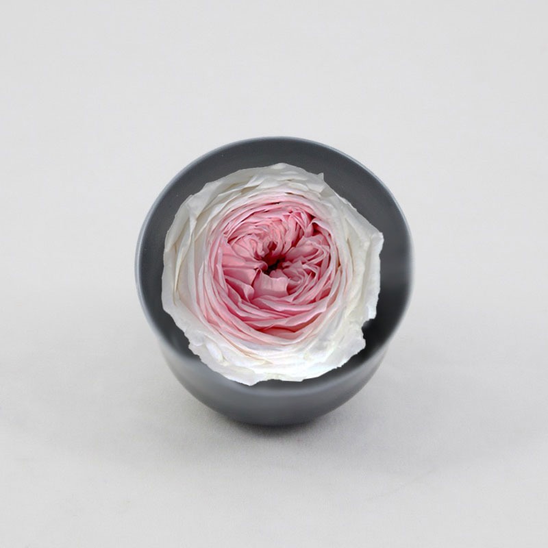 Rosa Pres. Ranunculada 6 Un. Bicolor