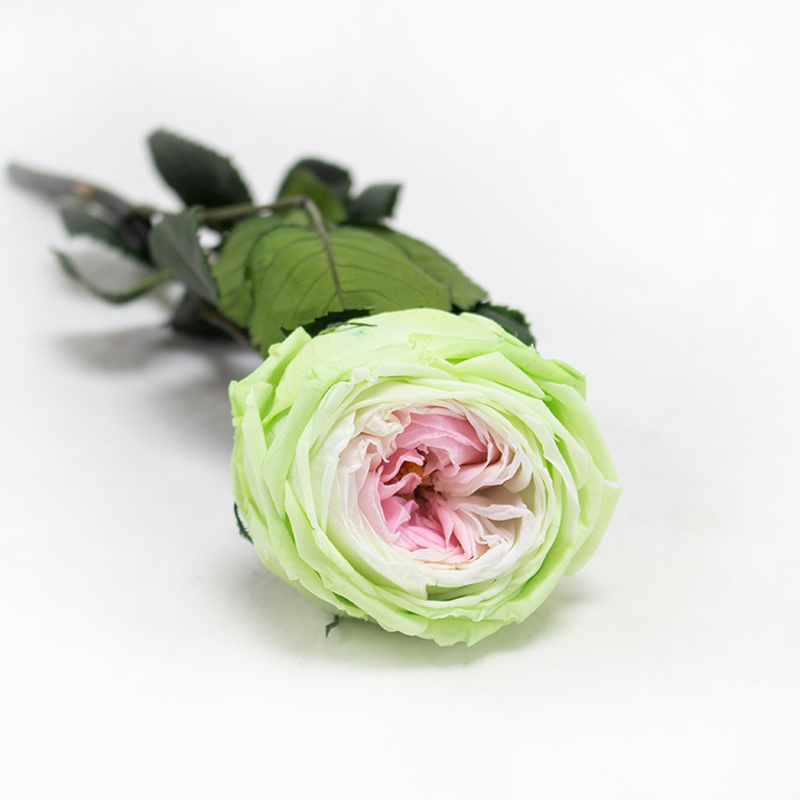 Rosa Pres. Ranunculada 30 Cm Tricolor