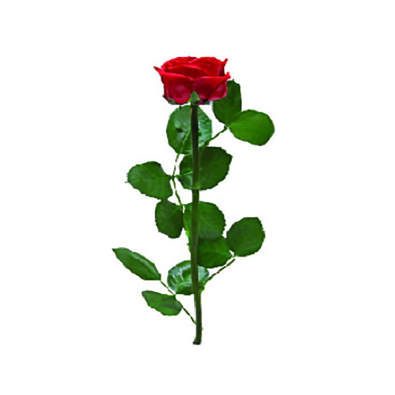Rosa Pres. Ranunculada 30 Cm Vermelho