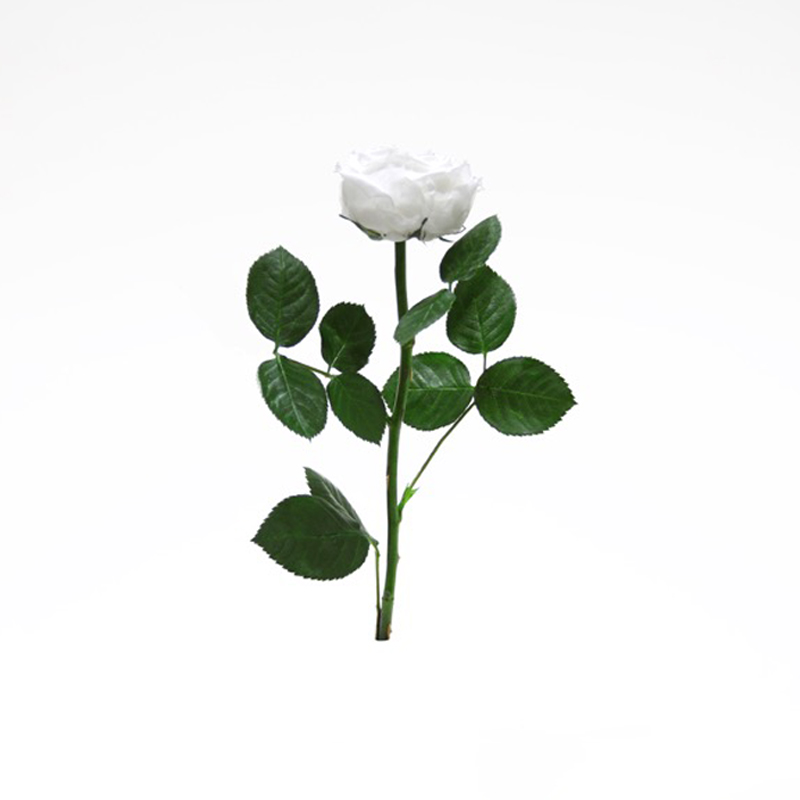 Rosa Pres. Ranunculada 30 Cm Branco