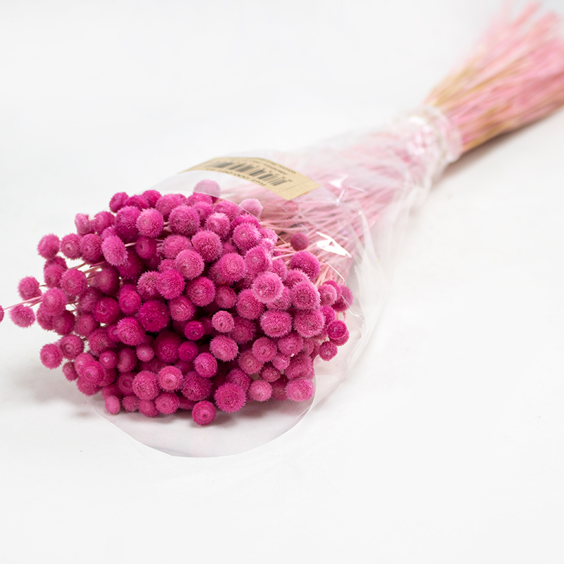 Amarelino 45cm 120gr Fuchia