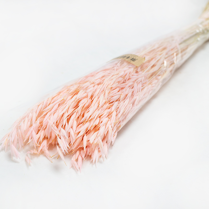 Avena Sativa 80cm 200gr Rosa