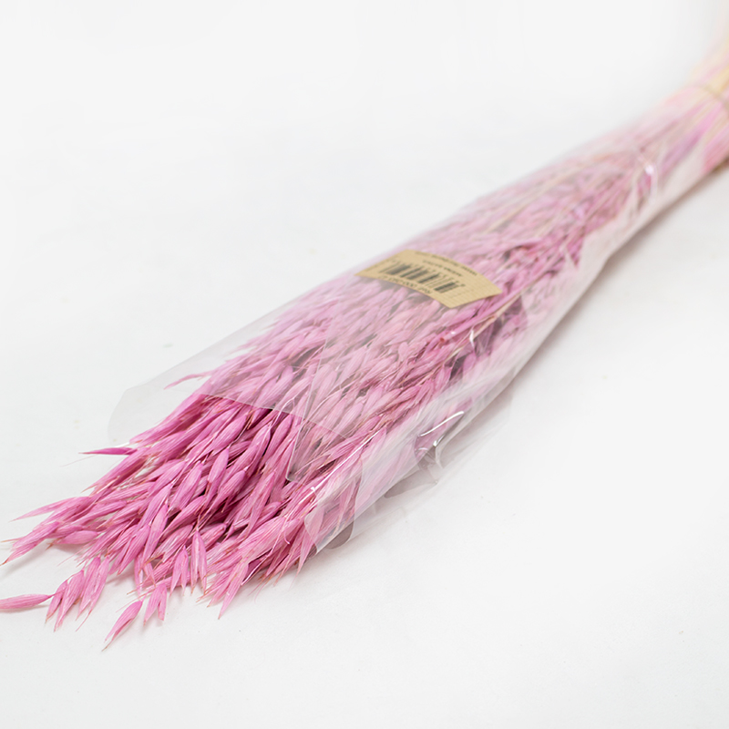 Avena Sativa 80cm 200gr Rosa Velho