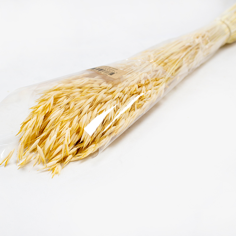 Avena Sativa 80cm 200gr Creme