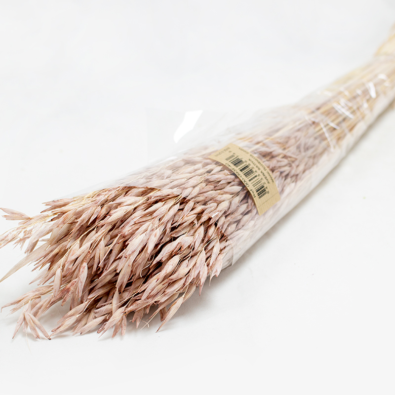 Avena Sativa 80cm 200gr Castanho