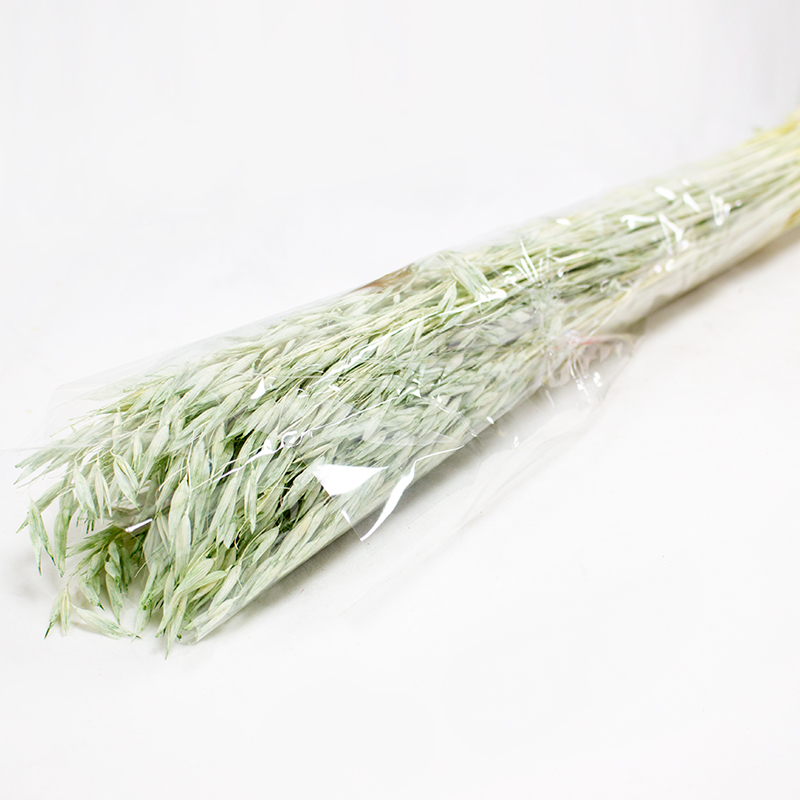 Avena Sativa 80cm 200gr Verde Pastel
