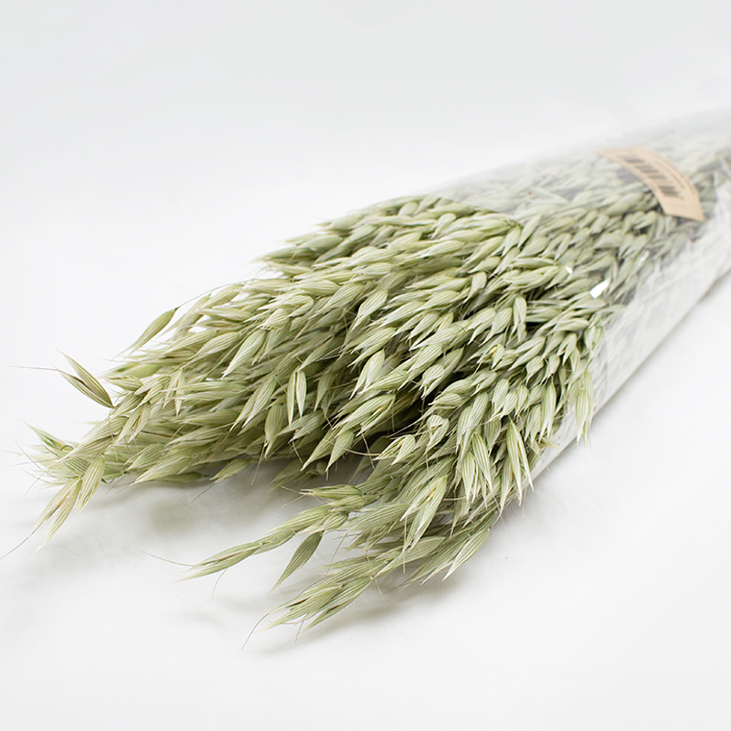 Avena Sativa 80cm 200gr Natural