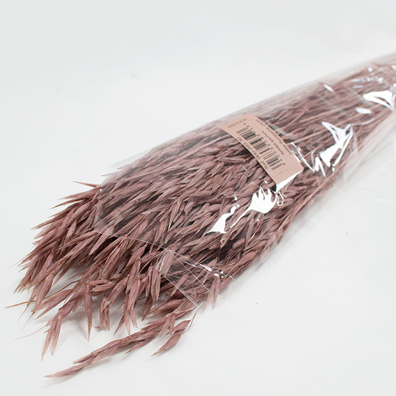 Avena Sativa 80cm 200gr Salmão