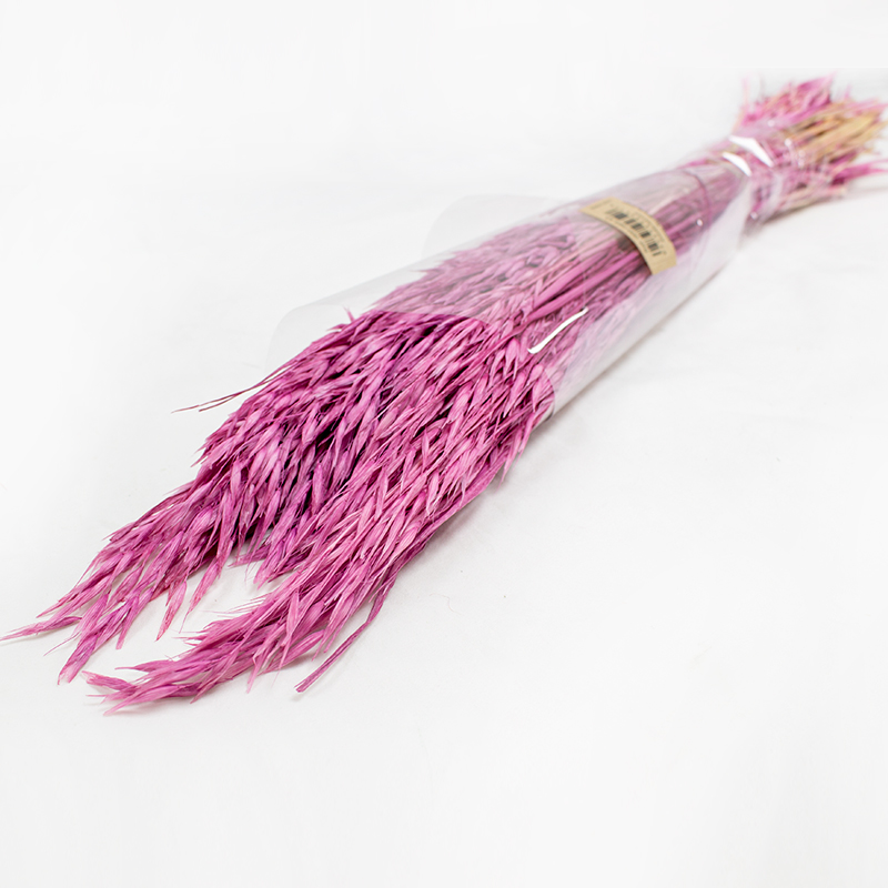 Avena Sativa 80cm 200gr Rosa Malva