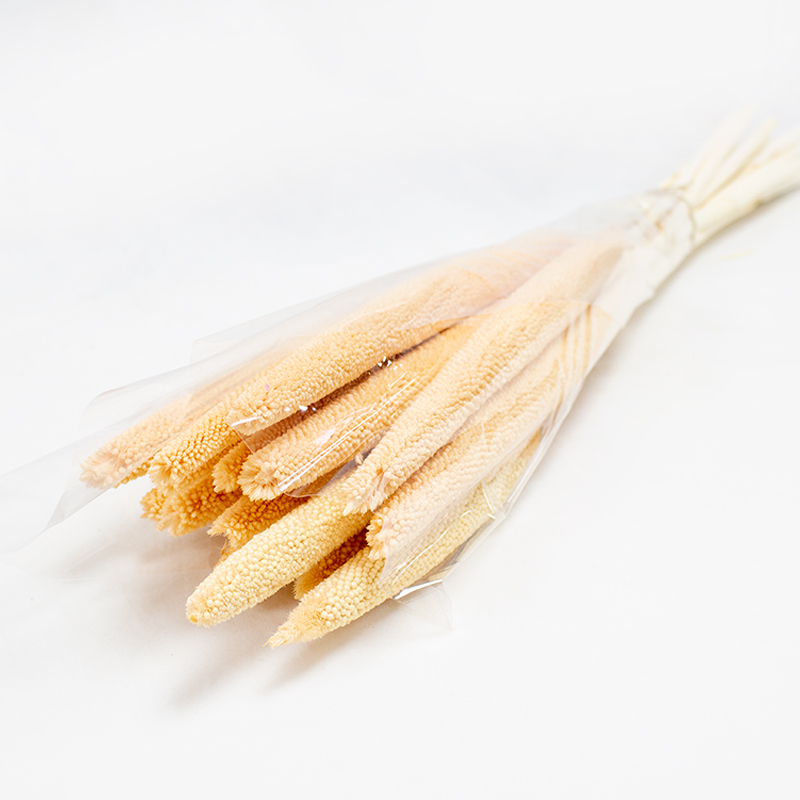 Babala - 75cm - 15pcs Salmão