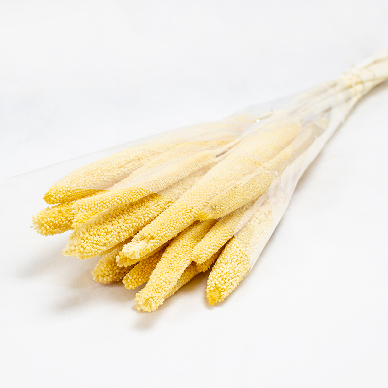 Babala - 75cm - 15pcs Creme