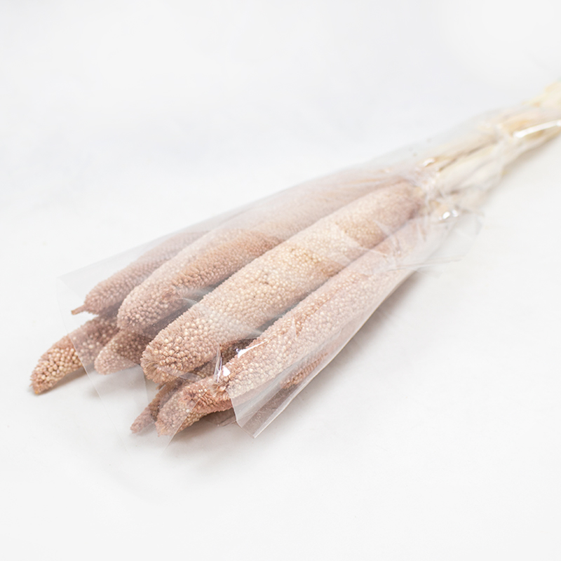 Babala - 75cm - 15pcs F40