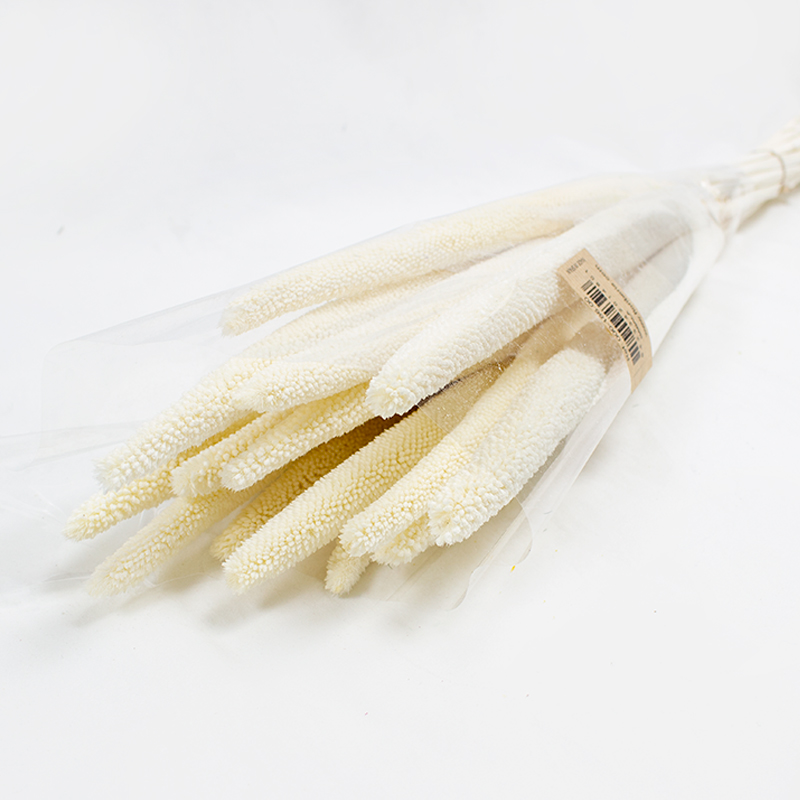 Babala - 75cm - 15pcs Branqueado