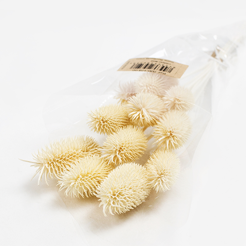 Cardo mini 35cm / 12 pcs Branqueado
