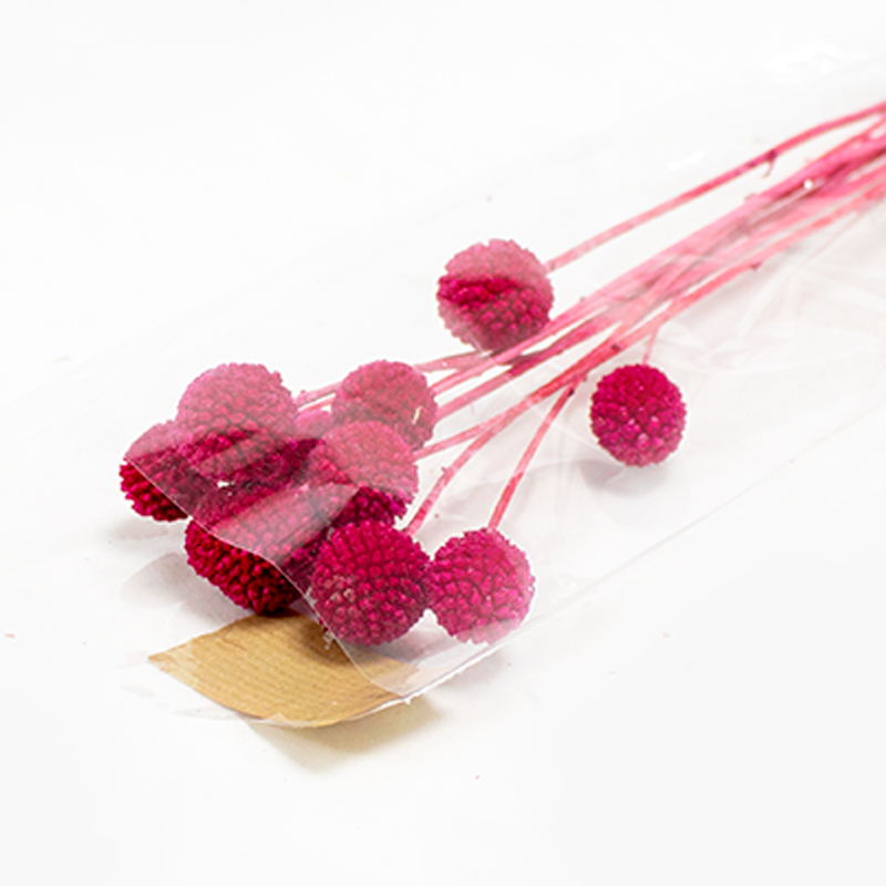 Craspédia - 50cm - 10pcs Rosa Velho